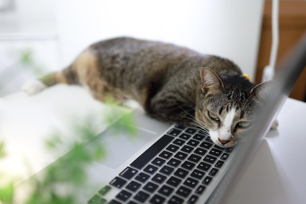 Katze, die am Laptop arbeitet Katze schläft auf der Laptop-Tastatur assintant Katze im Büro Arbeitskonzept