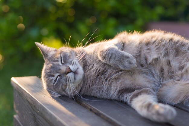 Katze, die auf Bank in der Hintergrundbeleuchtung bei Sonnenuntergang liegt