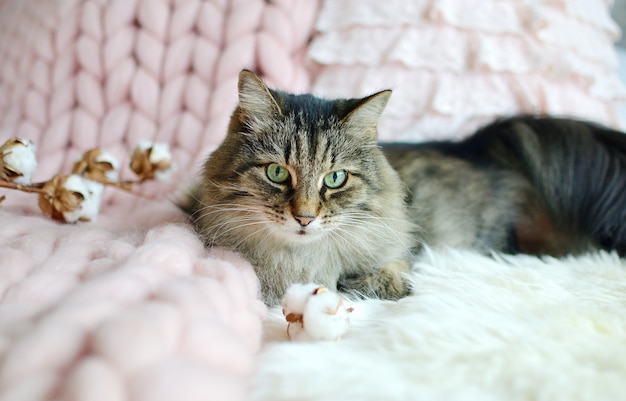 Katze, die auf Bett-riesigen Plaid-Decken-Pelz-Schlafzimmer-Winter-Schwingungen Cosines liegt, entspannen sich
