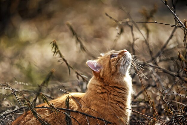 Foto katze, die auf dem feld wegschaut