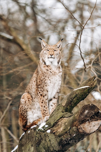Katze, die auf den Baum blickt