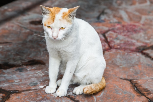 Katze, die auf der Straße sitzt und auf Inhaber wartet