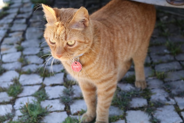 Katze, die auf einer gepflasterten Straße steht und wegblickt