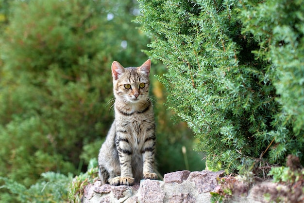 Katze, die auf Steinzaun im Park stationiert