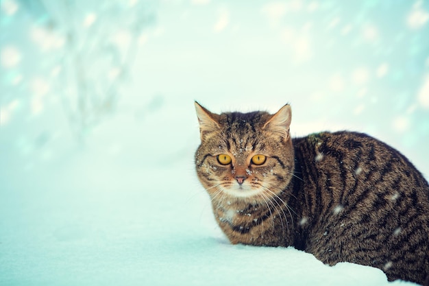 Katze, die bei Blizzard im Schnee spazieren geht