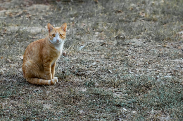 Katze, die draußen genießt