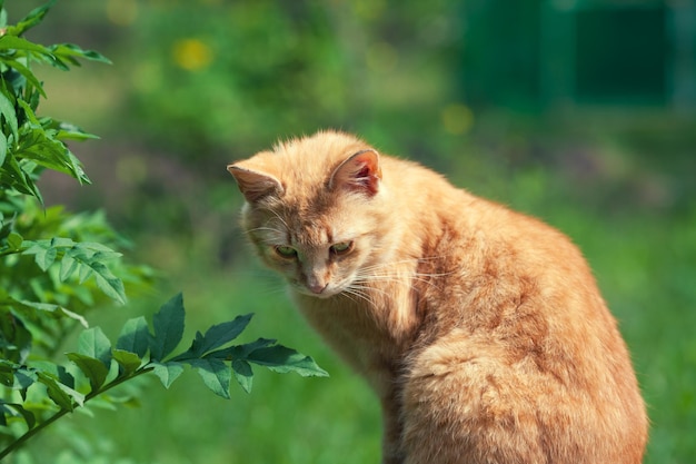 Katze, die draußen im Garten sich entspannt