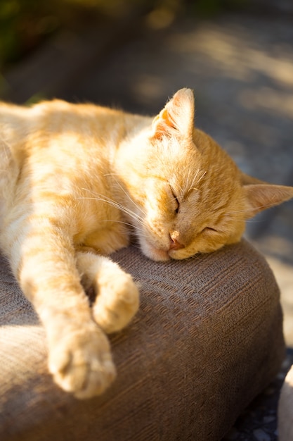 Katze, die draußen unter Sonnenstrahlen schläft