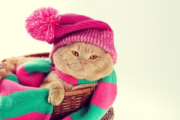 Katze, die eine rosafarbene Strickmütze mit Bommel und einen Schal trägt