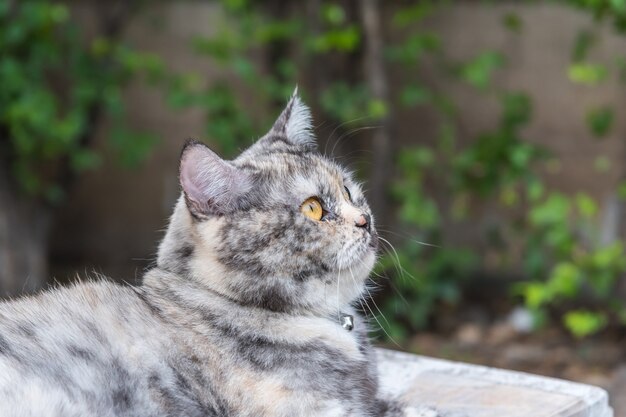 Katze, die etwas mit Interesse betrachtet und glücklich