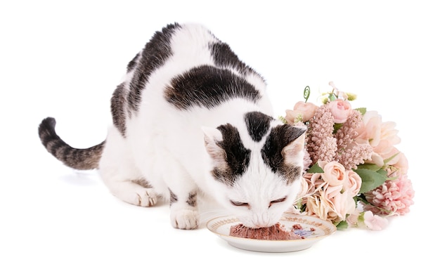 Katze, die Futter in einem Teller auf einem Teller isoliert isst