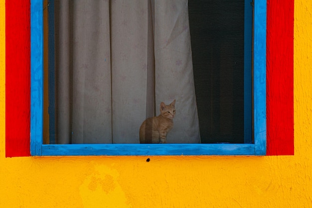 Katze, die hinter Fenster eines bunten Hauses sitzt