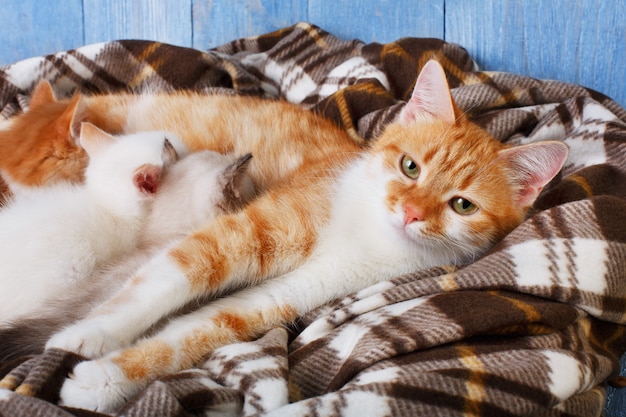 Katze, die ihre kleinen Kätzchen am Plaid stillt