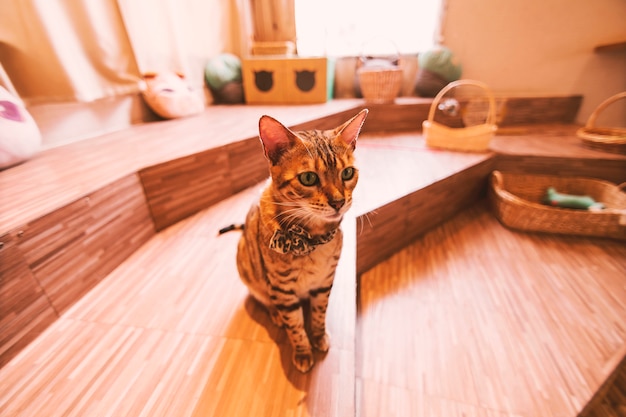 Foto katze, die im café sitzt. mit licht aus dem fenster.