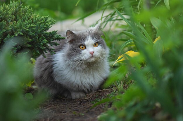 Katze, die im Garten vor einem Hintergrund von Rosen im Blumengarten liegt Ziemlich glückliche Katze im sonnigen Blumenfeld