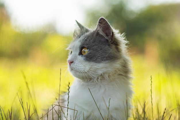 Katze, die im grünen Gras im Innenhof spazieren geht Atmosphärisches Lifestyle-Katzenfoto im Freien