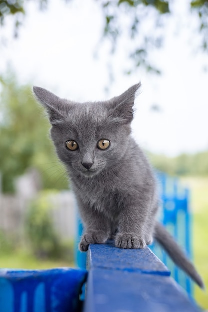 Katze, die im Sommer im Gras sitzt