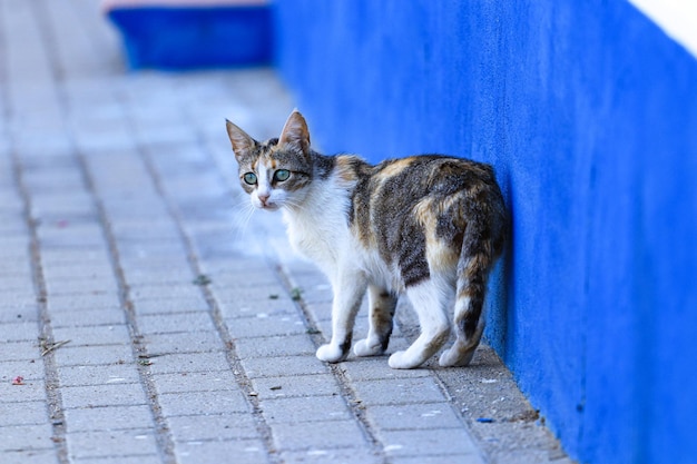Katze, die in eine Straße geht