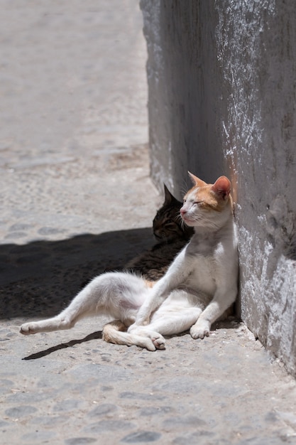 Katze, die in Tetouan sich entspannt