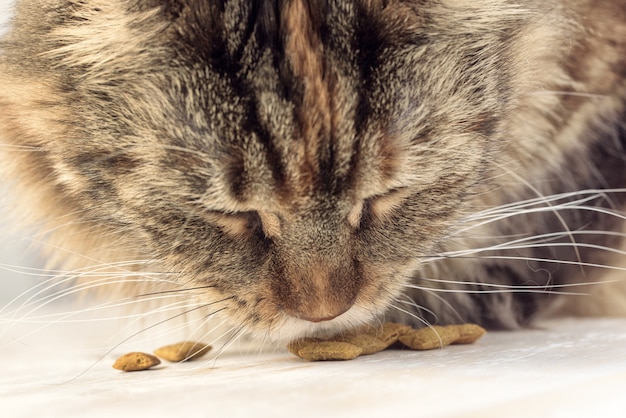 Foto katze, die nahaufnahme isst