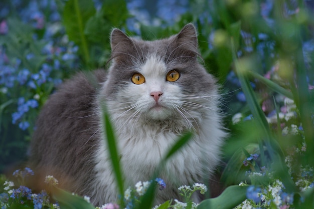 Katze, die nahe blühende Blumen in einem Garten aufwirft. Lebt im Einklang mit der Natur.