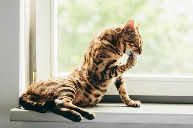 Katze, die sich auf der Fensterbank pflegt Bengal-Katze