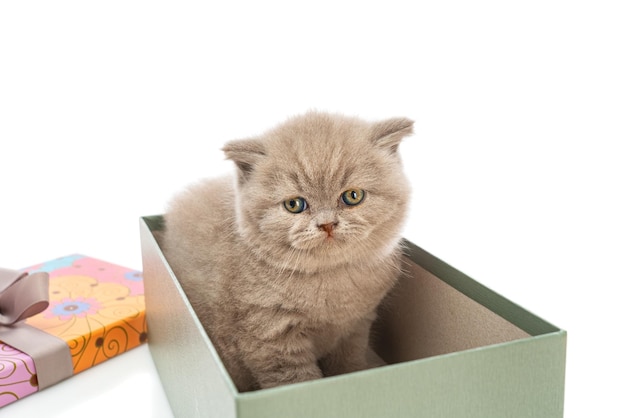 Katze, die vor weißem Hintergrund wegblickt