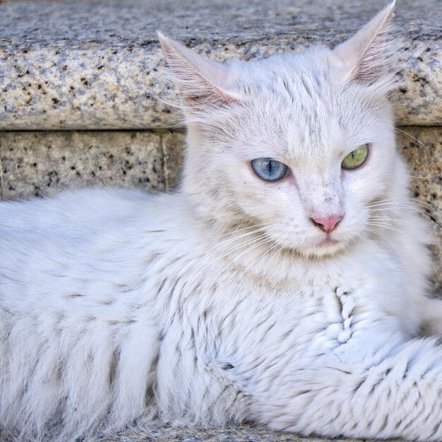 Foto katze, die wegblickt