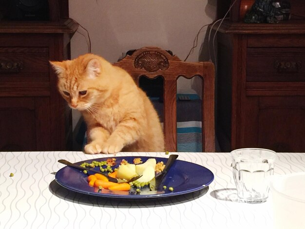 Katze, die wegblickt