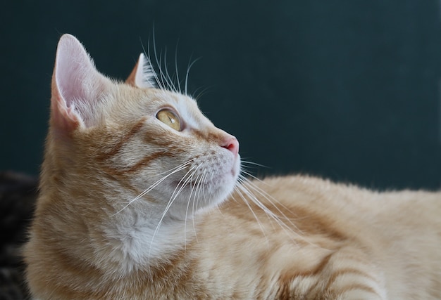 Foto katze, die zu einer seite mit detail im auge schaut