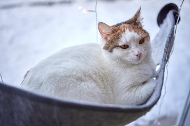 Katze, die zu Hause im an der Wand montierten Glasbett liegt