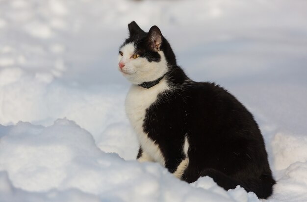 Katze draußen im Schnee in der Wintersaison