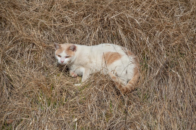 Katze duckte sich