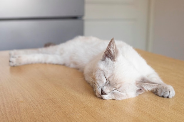 Katze. Ein Unterschlupf für streunende Katzen. Hilfe für heimatlose Tiere.