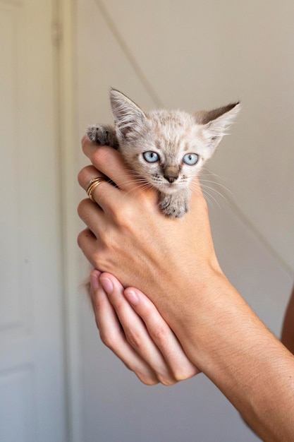 Katze. Ein Unterschlupf für streunende Katzen. Hilfe für heimatlose Tiere.