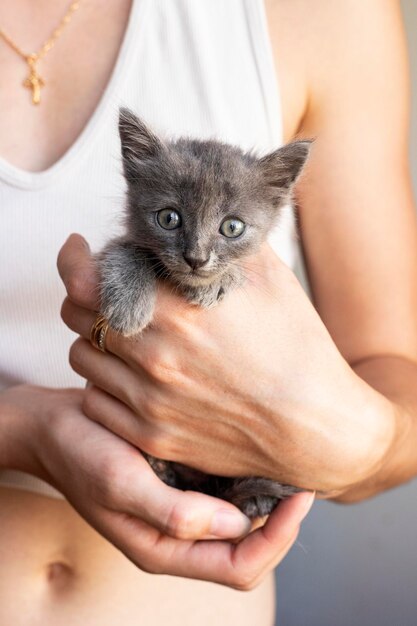 Katze. Ein Unterschlupf für streunende Katzen. Hilfe für heimatlose Tiere.