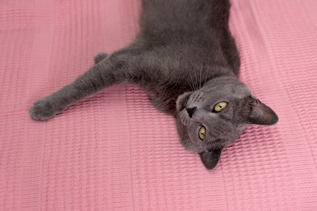 Katze entspannt auf der Couch und Decke