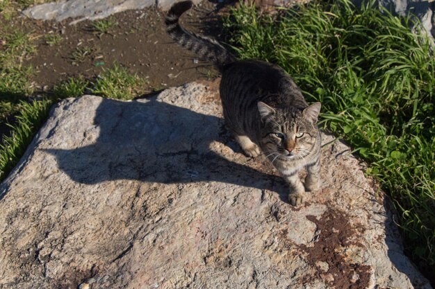 Foto katze entspannt sich auf einem felsen