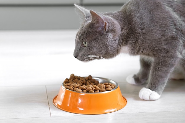 Katze frisst aus Schüssel. Junge Katze frisst Futter, leckt Zunge, Katze füttert zu Hause, Bodenhintergrund. Getigerte Katze frisst Fleischmehl. Blick nach oben. Vorderansicht. Tierfutter-Banner. Futter für Haustiere