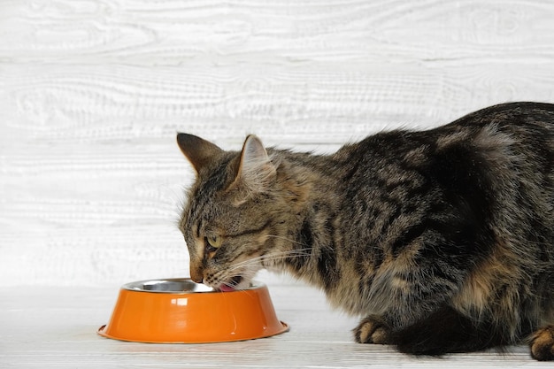 Katze frisst Futter, getigertes graues Kätzchen frisst Katzenfutter aus orangefarbener Stahlschüssel vor weißer Holzwand, Nahaufnahme einer hungrigen Katze zu Hause, niedliches Haustier, Seitenansicht, Textfreiraum, Haustierpflege, Katzenfütterung