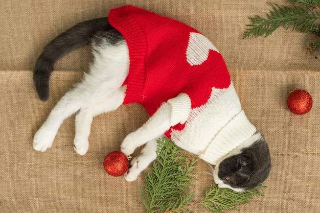 Katze gefallener Weihnachtsbaum Ruinen und das Ende der Weihnachtsangst vor Bestrafung gebrochene Bälle auf einem Boden