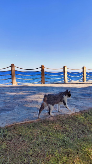 Katze geht am Meer entlang