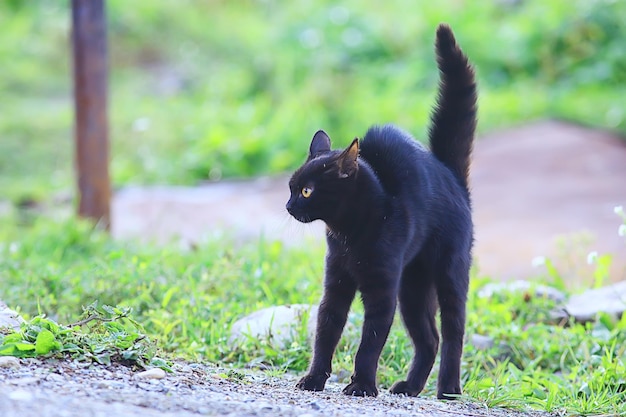 katze haustier tier wütend häuslich