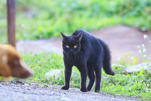 katze haustier tier wütend häuslich