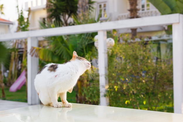 Katze im Freien. Süße Katze im Garten