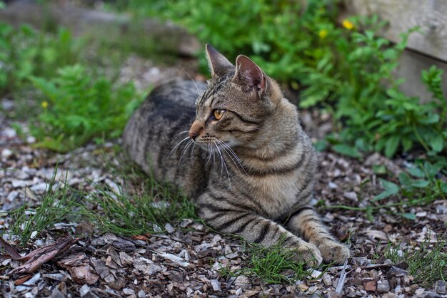 Katze im Garten