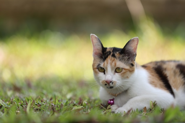 Katze im Glashintergrund