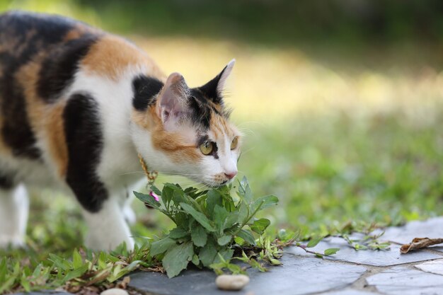 Foto katze im glashintergrund