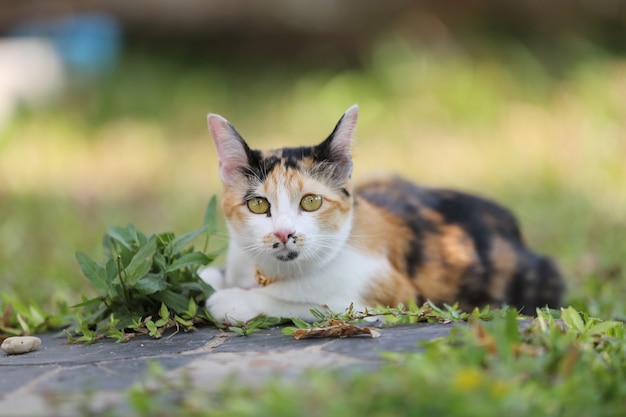 Katze im Glashintergrund