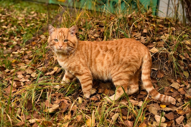 Foto katze im gras